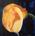 tn_Calla  gialla  80x80